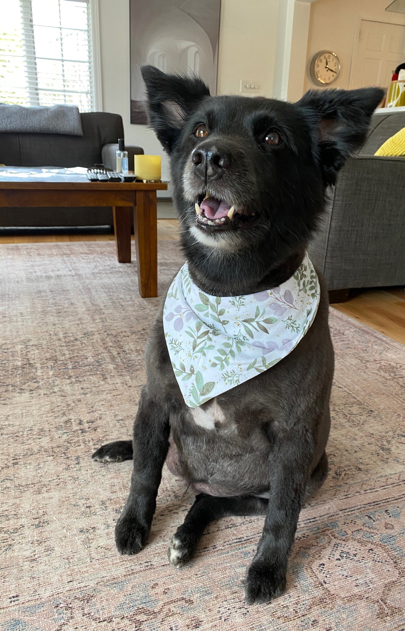 pet bandana, dog clothing, pet wear 
