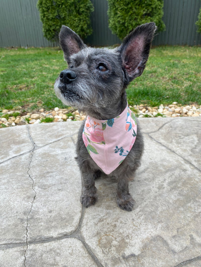 Nina Pet Bandana