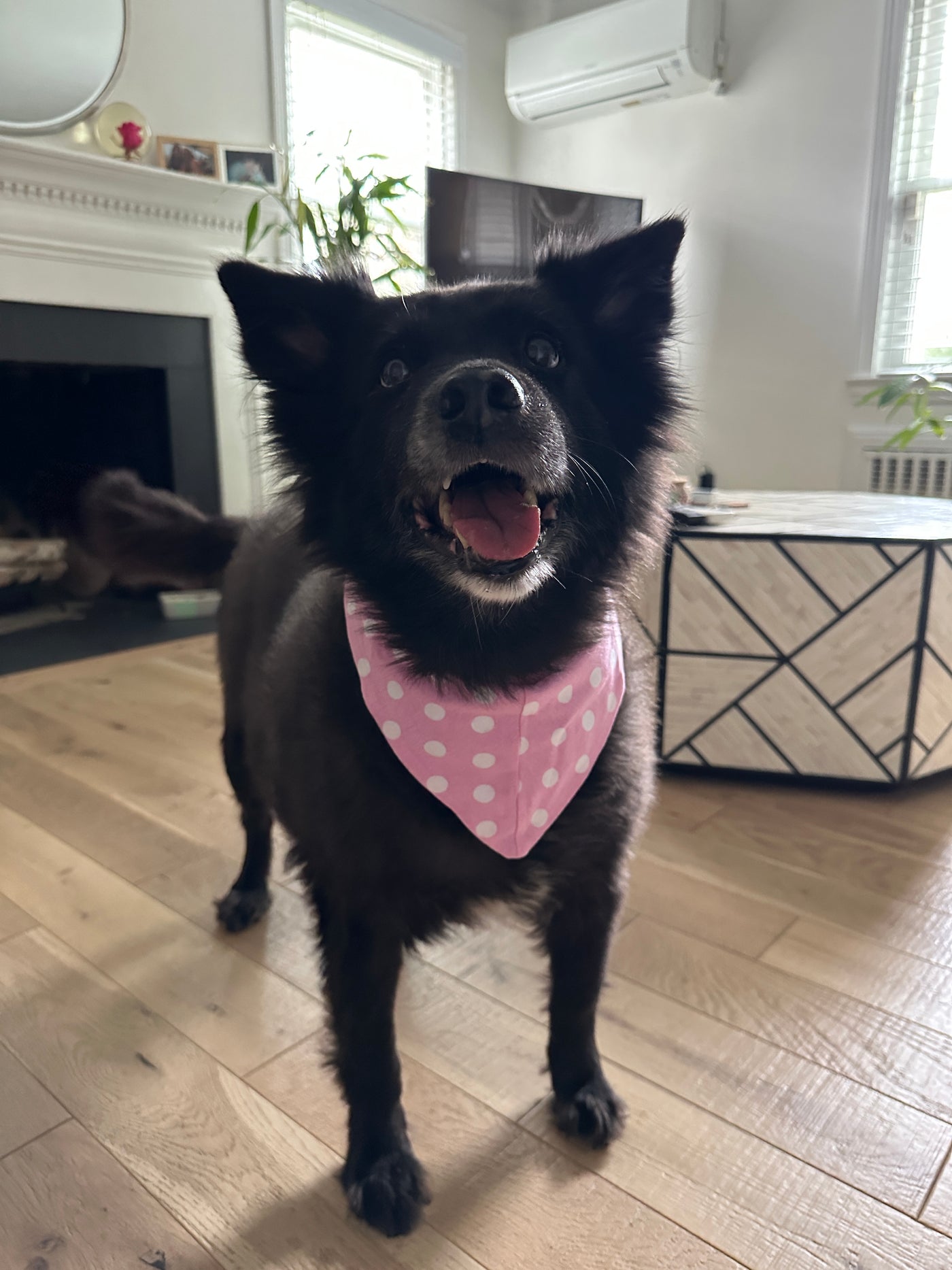 Pet bandana, dog clothing, animal clothes