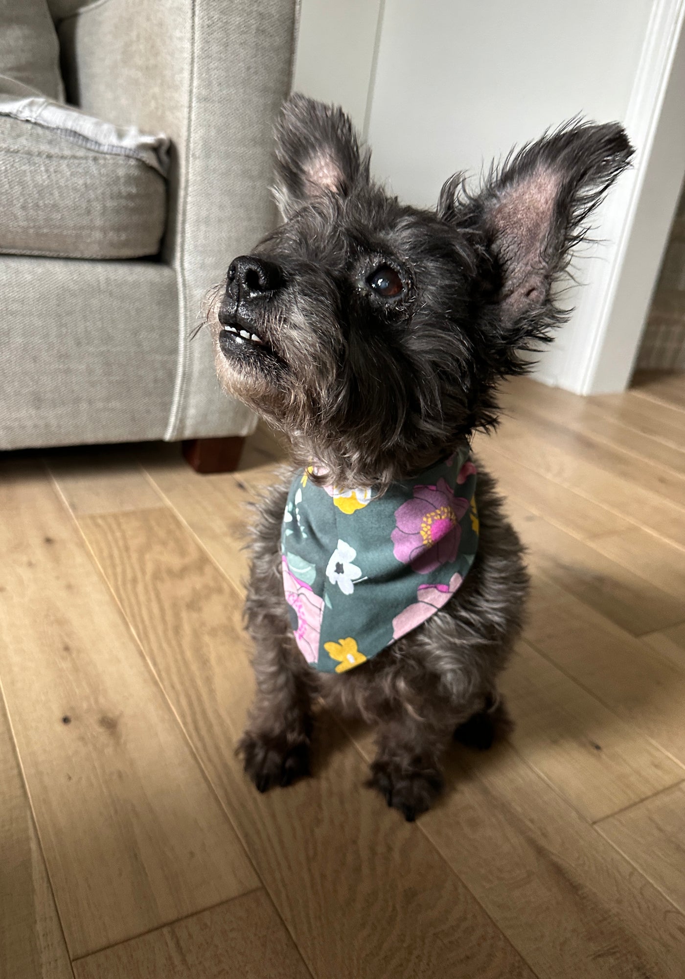 pet bandana, dog clothing, pet accessories 